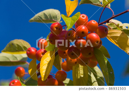 Ripe red small Ranetka apples grow on a branch. 86931503