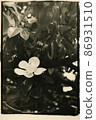 Monochrome photography of a magnolia flower on a branch. 86931510