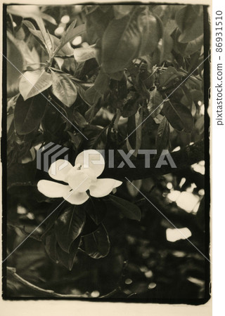 Monochrome photography of a magnolia flower on a branch. 86931510