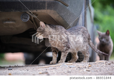 Big gray stray cat resting under parked car on steet outdoors in summer 86931844