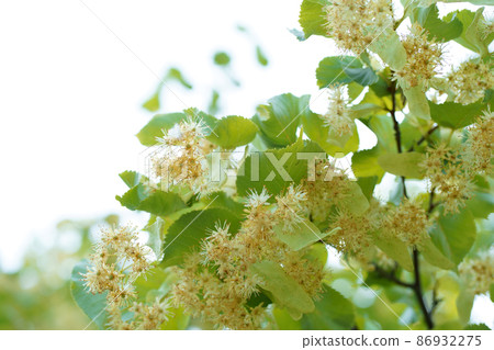 flowers blossoming tree linden wood, used for the preparation of healing tea, natural background. flowers blossoming tree linden wood, used for the preparation of healing tea, natural background. 86932275