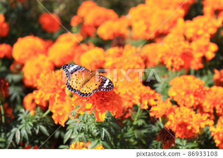 Orange butterfly and marigold field Japan Asia Honshu 86933108