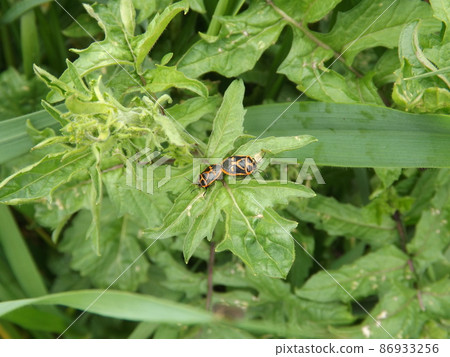 Eurydema rugosa during mating Eurydema rugosa during mating 86933256
