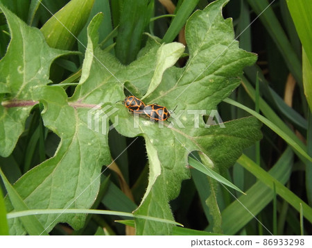 Eurydema rugosa during mating 86933298