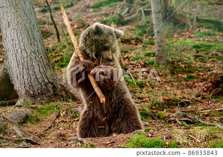 Playful predator with a wooden stick, a bear holding a wooden stick and playing with it. Playful predator with a wooden stick, a bear holding a wooden stick and playing with it. 86933843