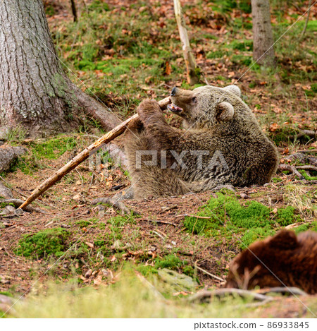 A big and formidable bear plays with a stick, a spring rest for a bear, a forest dweller. A big and formidable bear plays with a stick, a spring rest for a bear, a forest dweller. 86933845