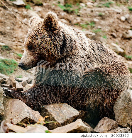 Brown bear close up, large and massive forest predator, dangerous animal for humans. Brown bear close up, large and massive forest predator, dangerous animal for humans. 86933853