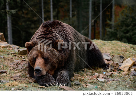 Brown bear of Synevyr glade of Zakarpattia region in Ukraine. 86933865