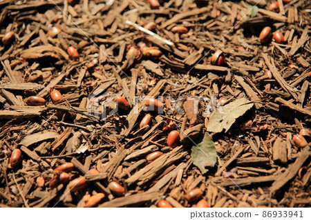 Acorns mixed in with wood chips Acorns mixed in with wood chips 86933941