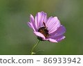 A bee sucking nectar from a flower 86933942