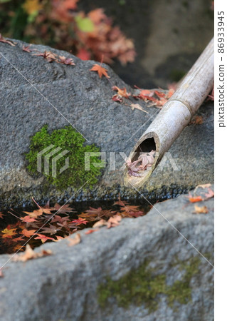 Dead leaves and deer Dead leaves and deer 86933945