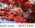 Autumn leaves 86933946
