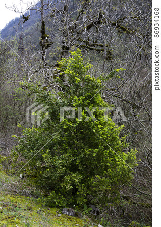 A boxwood. Buxus sempervirens with yellow flowers. young boxwood leaves on a branch in early spring 86934168