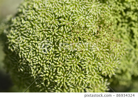 Toothpick bullwort Blutenball Toothpick bullwort Blutenball 86934324