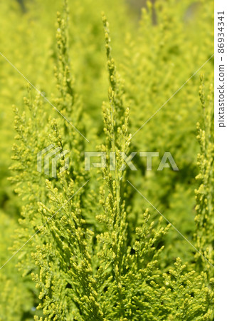 Dwarf golden oriental thuja 86934341
