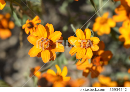 Narrowleaf zinnia 86934342