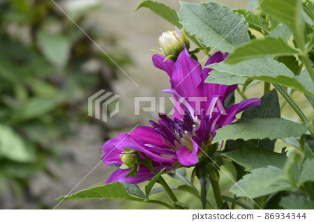 Dahlia Blackberry Ripple Dahlia Blackberry Ripple 86934344