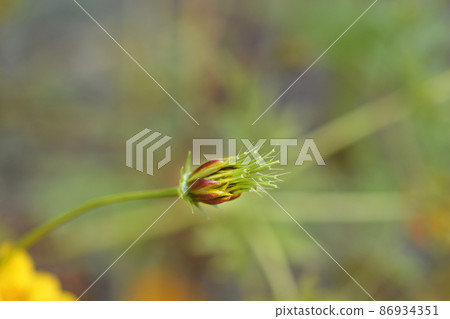 Sulfur cosmos Sulfur cosmos 86934351