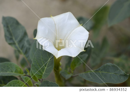 Thorn apple Inka Thorn apple Inka 86934352