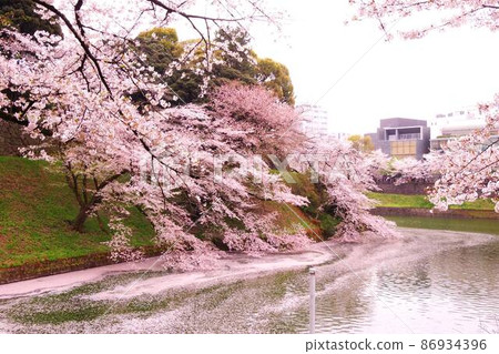 Yoshino cherry tree at Chidorigafuchi Yoshino cherry tree at Chidorigafuchi 86934396