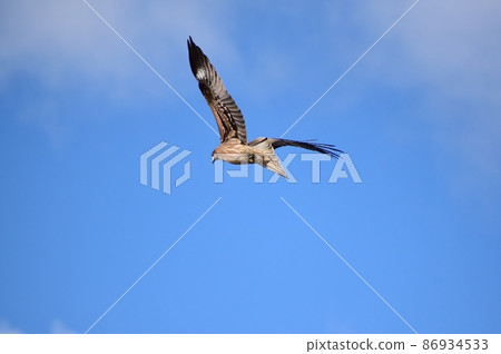 Tobi 220217pm 3:10 Tobi 220217pm 3:10 86934533