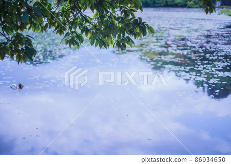 Photographing the fresh green deep mud pond in Kamigamo, Kita-ku, Kyoto 86934650