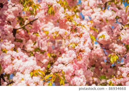 pink flowers of blooming japanese cherry tree in spring. nature background pink flowers of blooming japanese cherry tree in spring. nature background 86934668