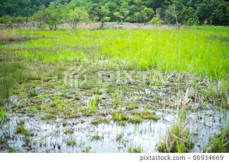 拍攝京都北區上賀茂新鮮的綠色深泥池 86934669