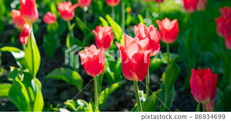 red tulip flower closeup with colorful natural background 86934699