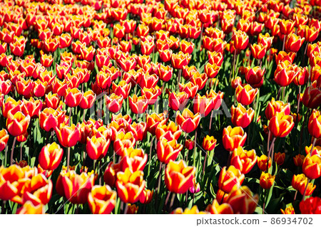 red tulip flower field with colorful spring background red tulip flower field with colorful spring background 86934702