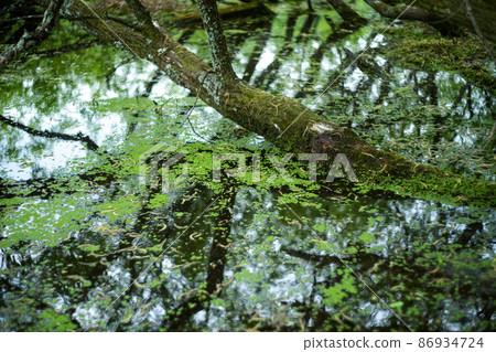 Photographing the fresh green deep mud pond in Kamigamo, Kita-ku, Kyoto 86934724