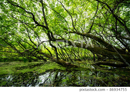 Photographing the fresh green deep mud pond in Kamigamo, Kita-ku, Kyoto 86934755