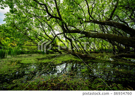 拍攝京都北區上賀茂新鮮的綠色深泥池 拍攝京都北區上賀茂新鮮的綠色深泥池 86934760