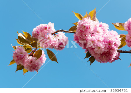 pink sakura flower on blooming spring tree branch 86934761