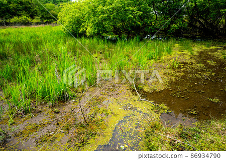Photographing the fresh green deep mud pond in Kamigamo, Kita-ku, Kyoto 86934790