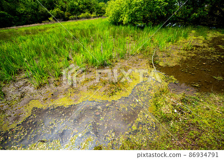 Photographing the fresh green deep mud pond in Kamigamo, Kita-ku, Kyoto 86934791
