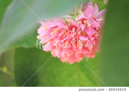 唐·貝爾·沃利基 唐·貝爾·沃利基 86934919