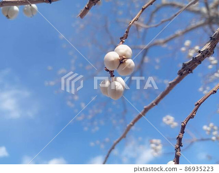 Winter scenery Chinese tallow fruit 86935223
