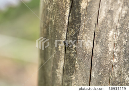 Kaojirohiga nigori象鼻蟲 Kaojirohiga nigori象鼻蟲 86935259