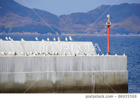 Seagulls standing on the breakwater of Zhanjiang fishing port in Mushima, the southernmost tip of Okayama prefecture 1 Kasaoka city, Okayama prefecture 86935508