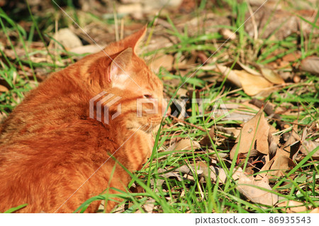 Photograph of a cat sleeping in the grass Japan Asia 86935543