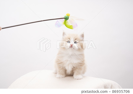 Cats and kittens 86935706
