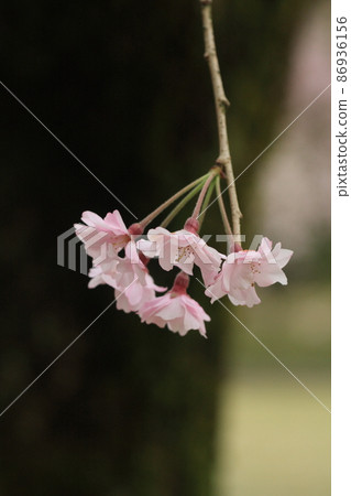 Prunus speciosa in full bloom Prunus speciosa in full bloom 86936156