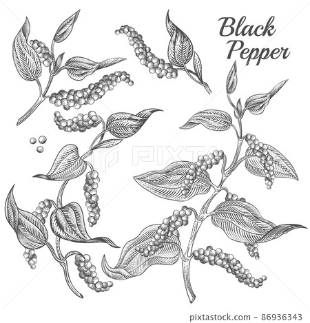 Vector illustration of black pepper plant 86936343