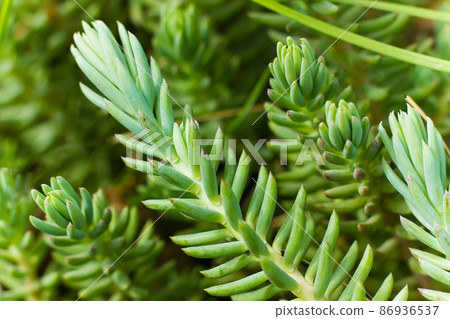 Stonecrop, or Sedum rock or Sedum rupestre is a species of succulent plants of the genus Sedum of the family Crassulaceae. 86936537