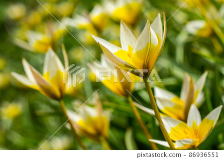 Flower bed in the park with lots of yellow and white flowers tulips tarda in spring. Flower bed in the park with lots of yellow and white flowers tulips tarda in spring. 86936551