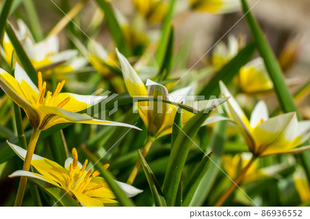 Flower bed in the park with lots of yellow and white flowers tulips tarda in spring. Flower bed in the park with lots of yellow and white flowers tulips tarda in spring. 86936552