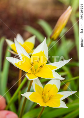 Yellow and White Tulip Tarda blossoming in garden on natural background. Yellow and White Tulip Tarda blossoming in garden on natural background. 86936554