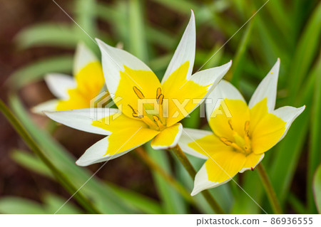 Yellow and White Tulip Tarda blossoming in garden on natural background. Yellow and White Tulip Tarda blossoming in garden on natural background. 86936555