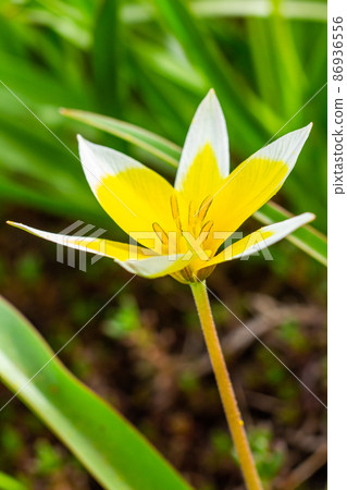 Yellow and White Tulip Tarda blossoming in garden on natural background. Yellow and White Tulip Tarda blossoming in garden on natural background. 86936556
